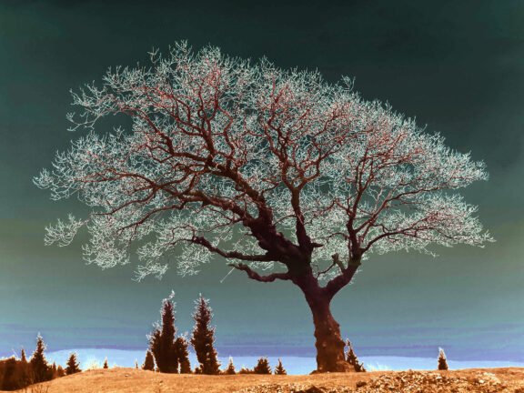 A spiritual tree