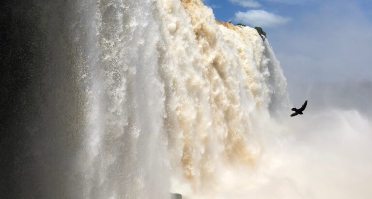 Waterfall and bird
