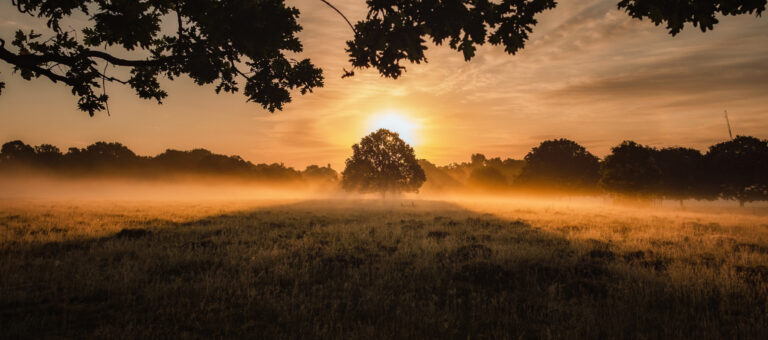 Glowing picture of a tree in a field, early morning