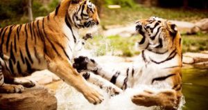 A couple of tigers fighting